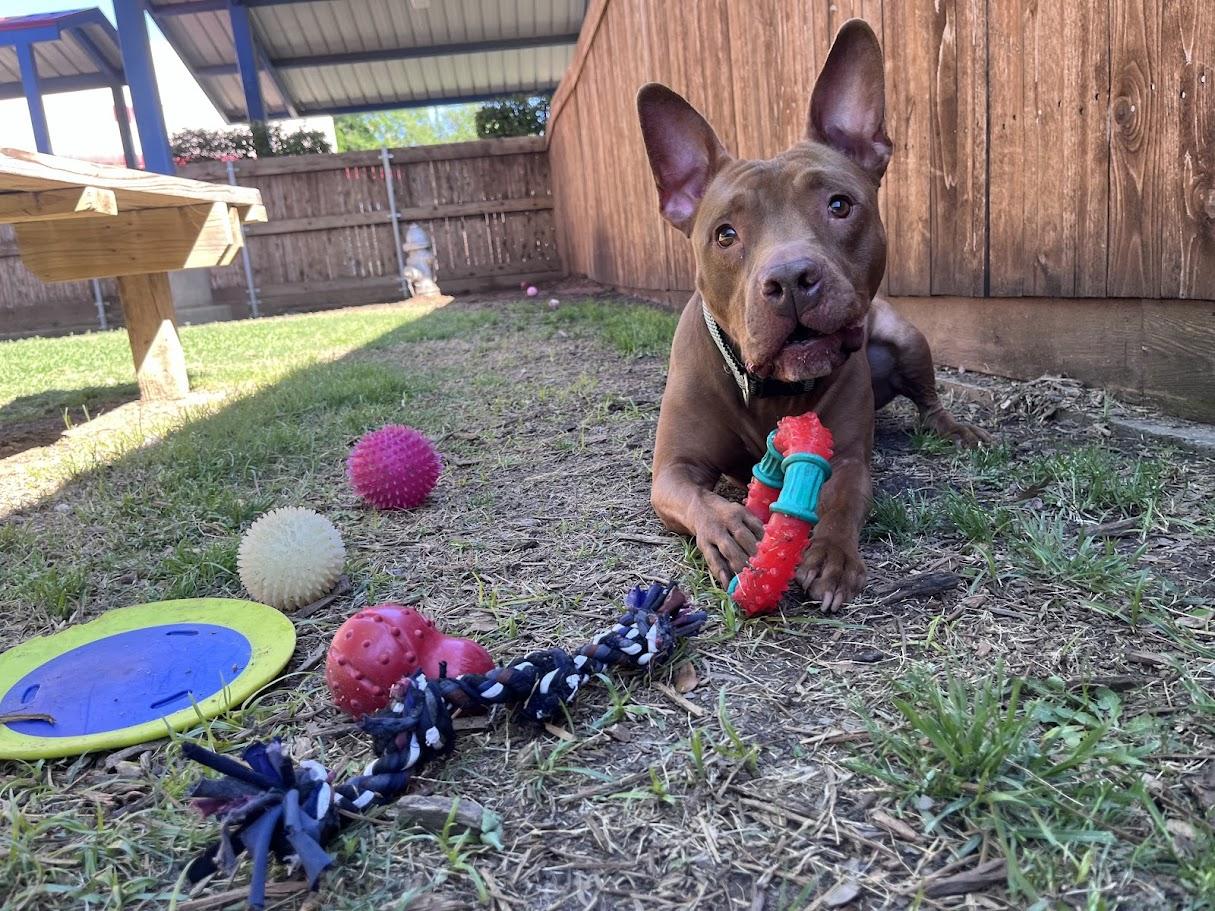 Enlarge Melo* A177526, a Adoptable mixed breed in Plano, TX image 1/6