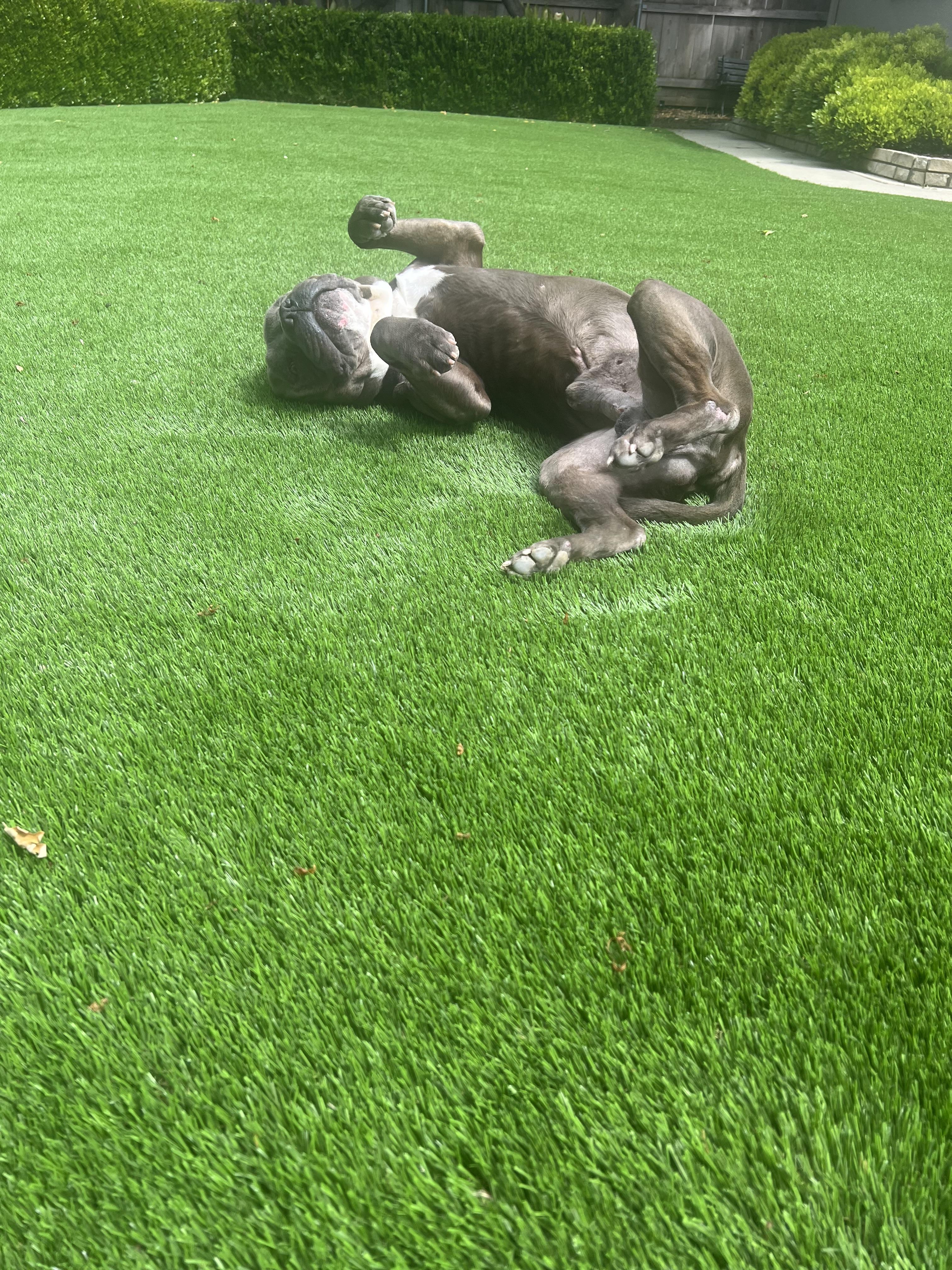 Frappe, Adoptable, Adult Male Pit Bull Terrier & American Bulldog.