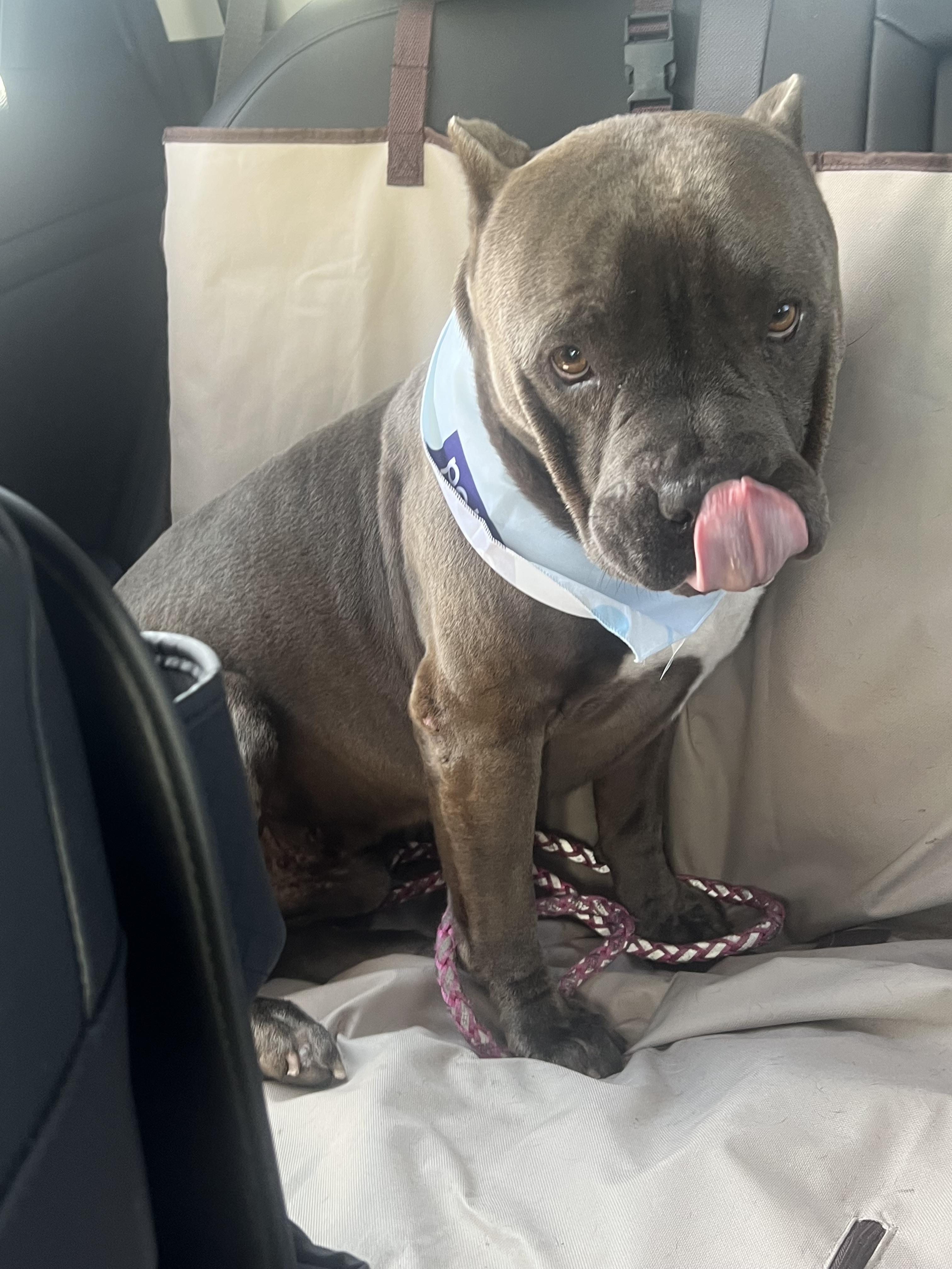 Enlarge Frappe, a Adoptable mixed breed in Tracy, CA image 2/6