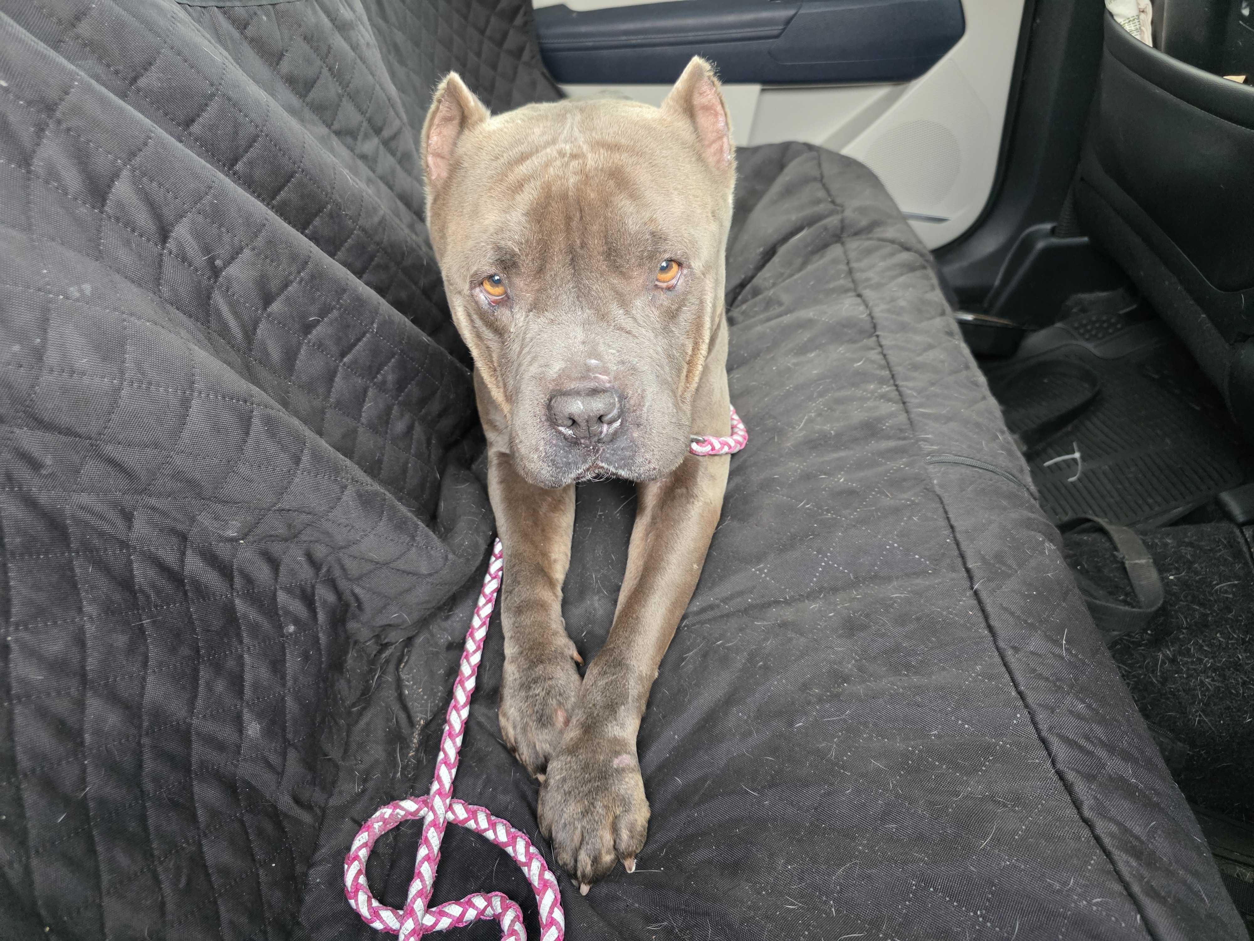 Enlarge Frappe, a Adoptable mixed breed in Tracy, CA image 3/6