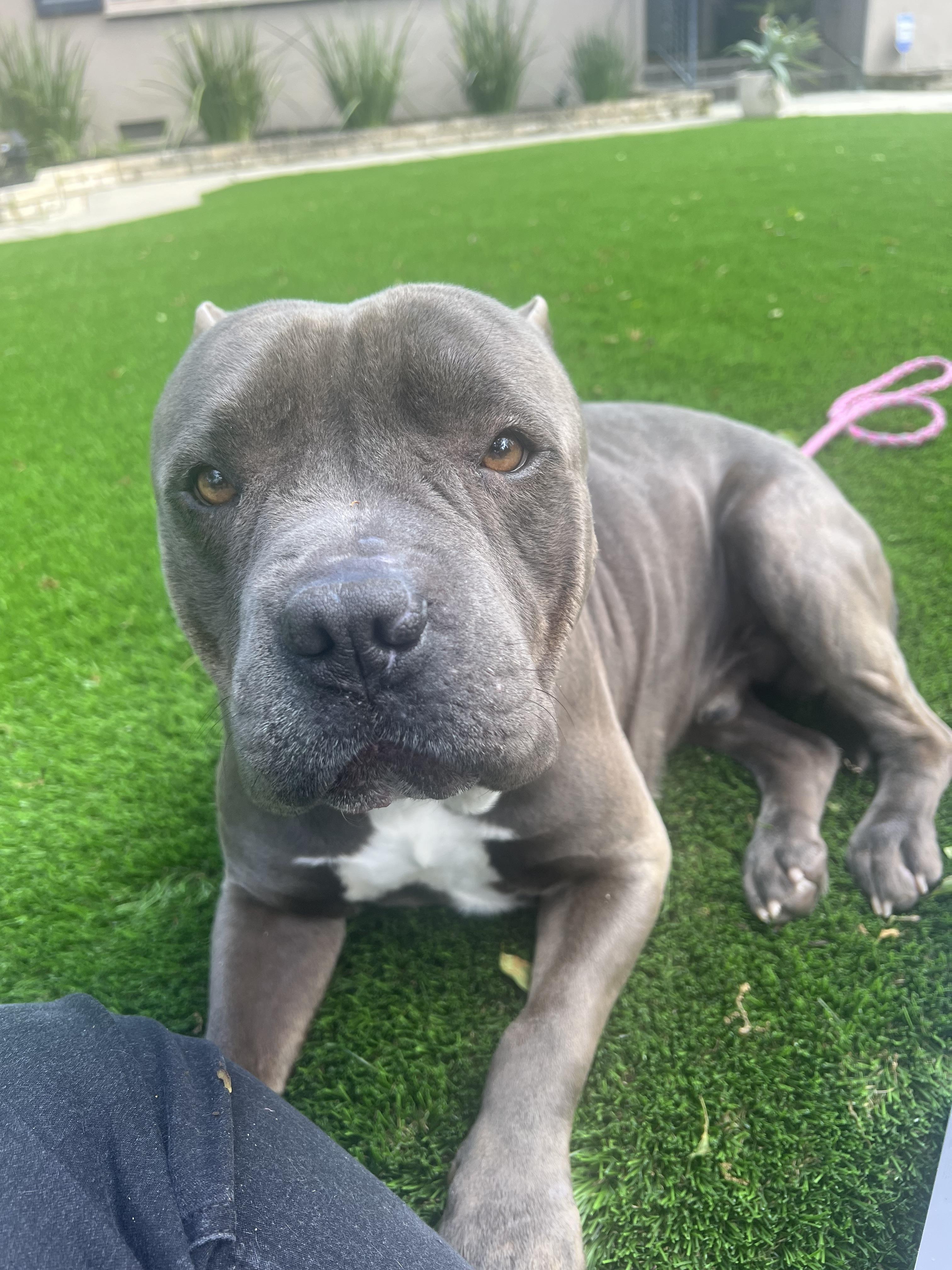 Enlarge Frappe, a Adoptable mixed breed in Tracy, CA image 4/6