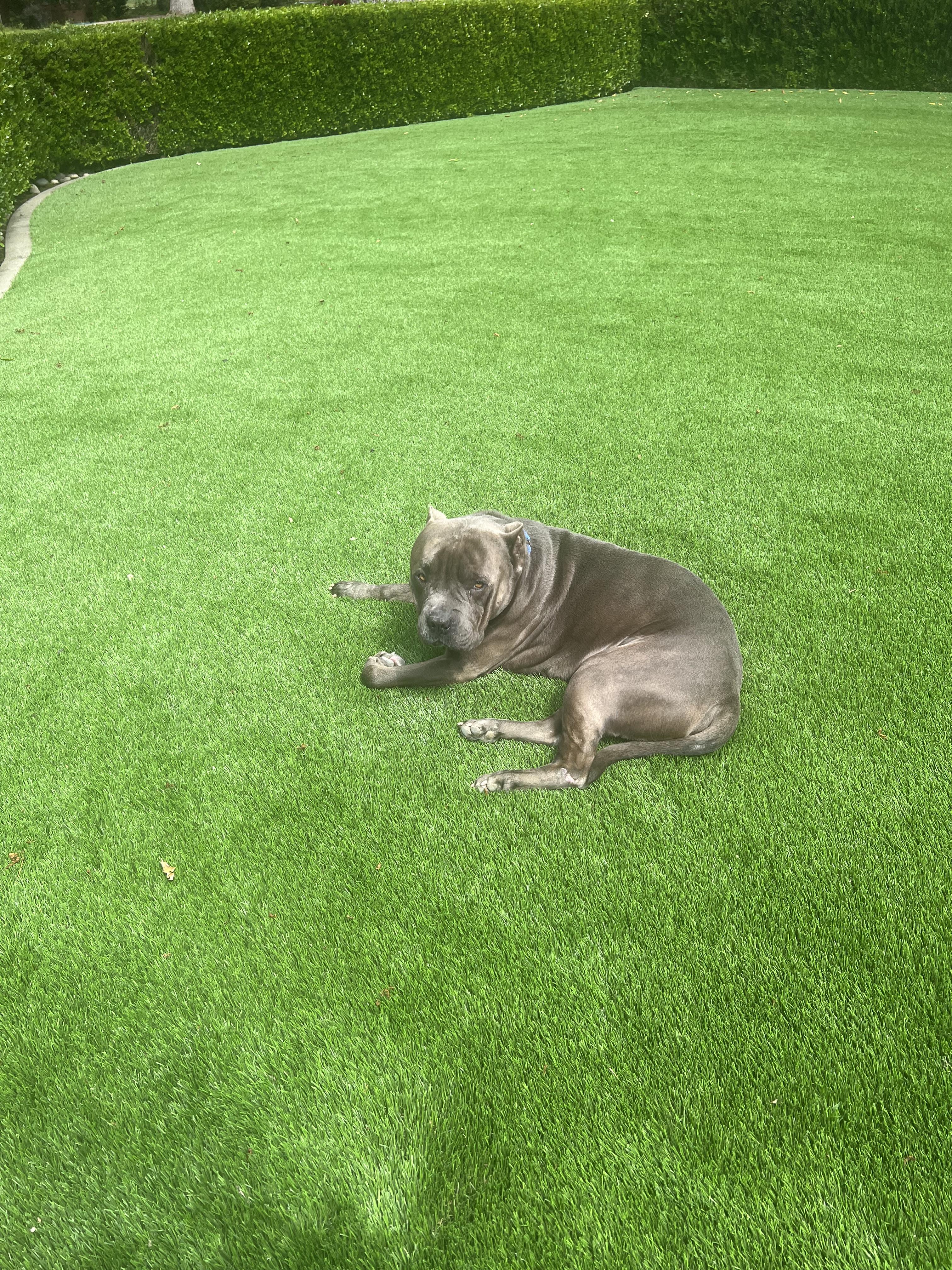 Enlarge Frappe, a Adoptable mixed breed in Tracy, CA image 5/6
