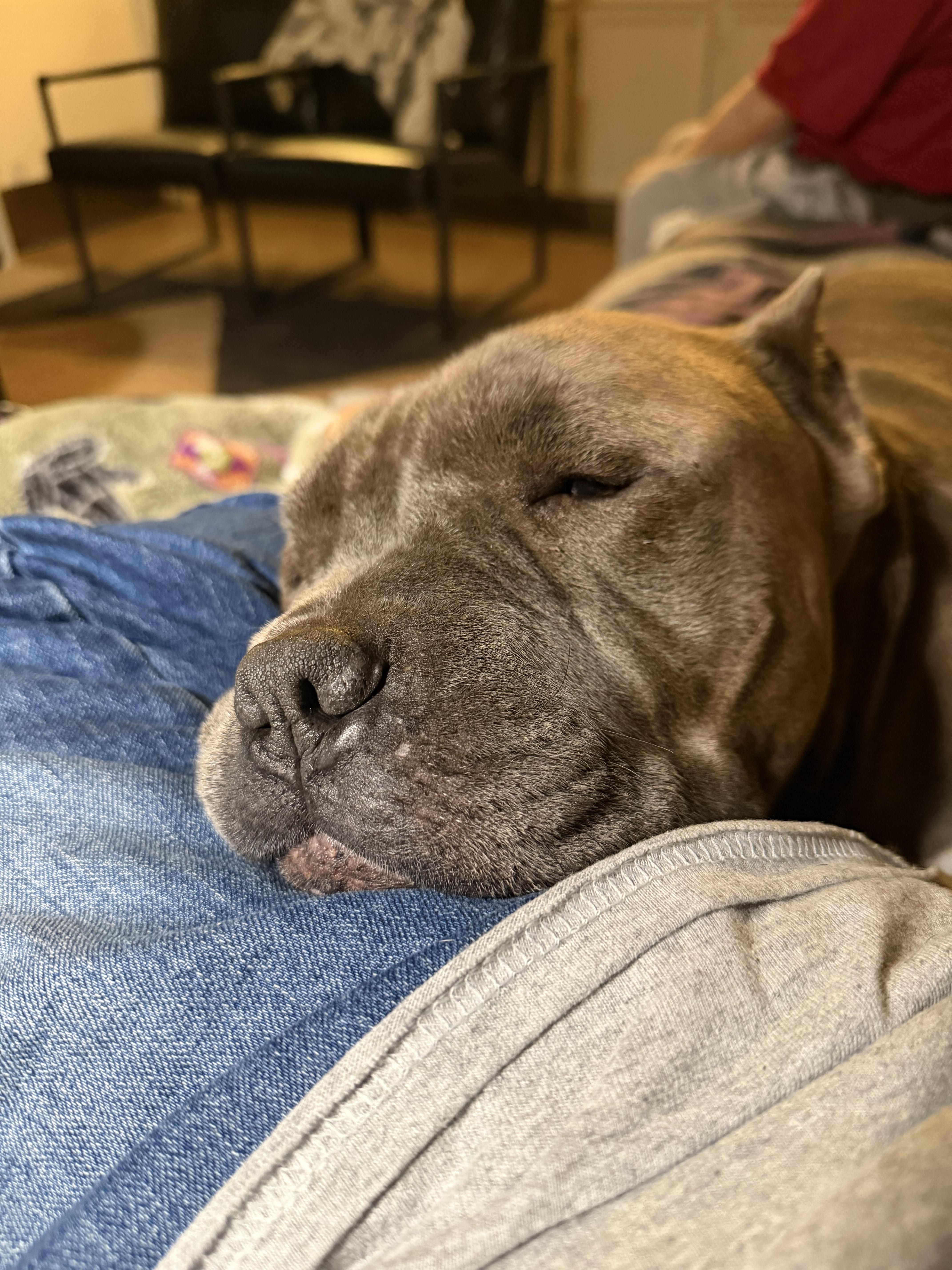 Enlarge Frappe, a Adoptable mixed breed in Tracy, CA image 6/6