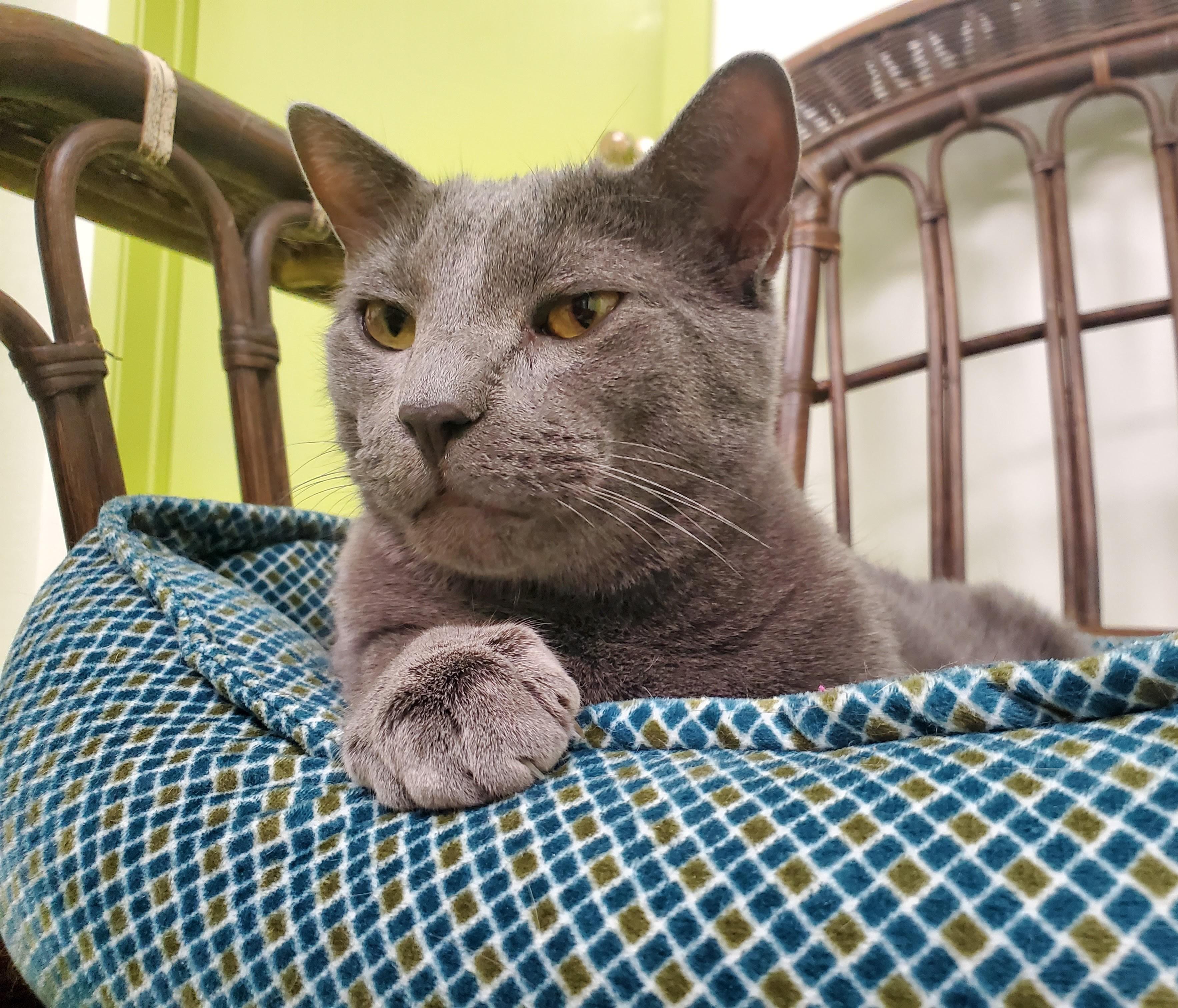 Cha Cha (bonded pair = Fonzie), a Adoptable Domestic Short Hair in St. Cloud, MN image 5/6