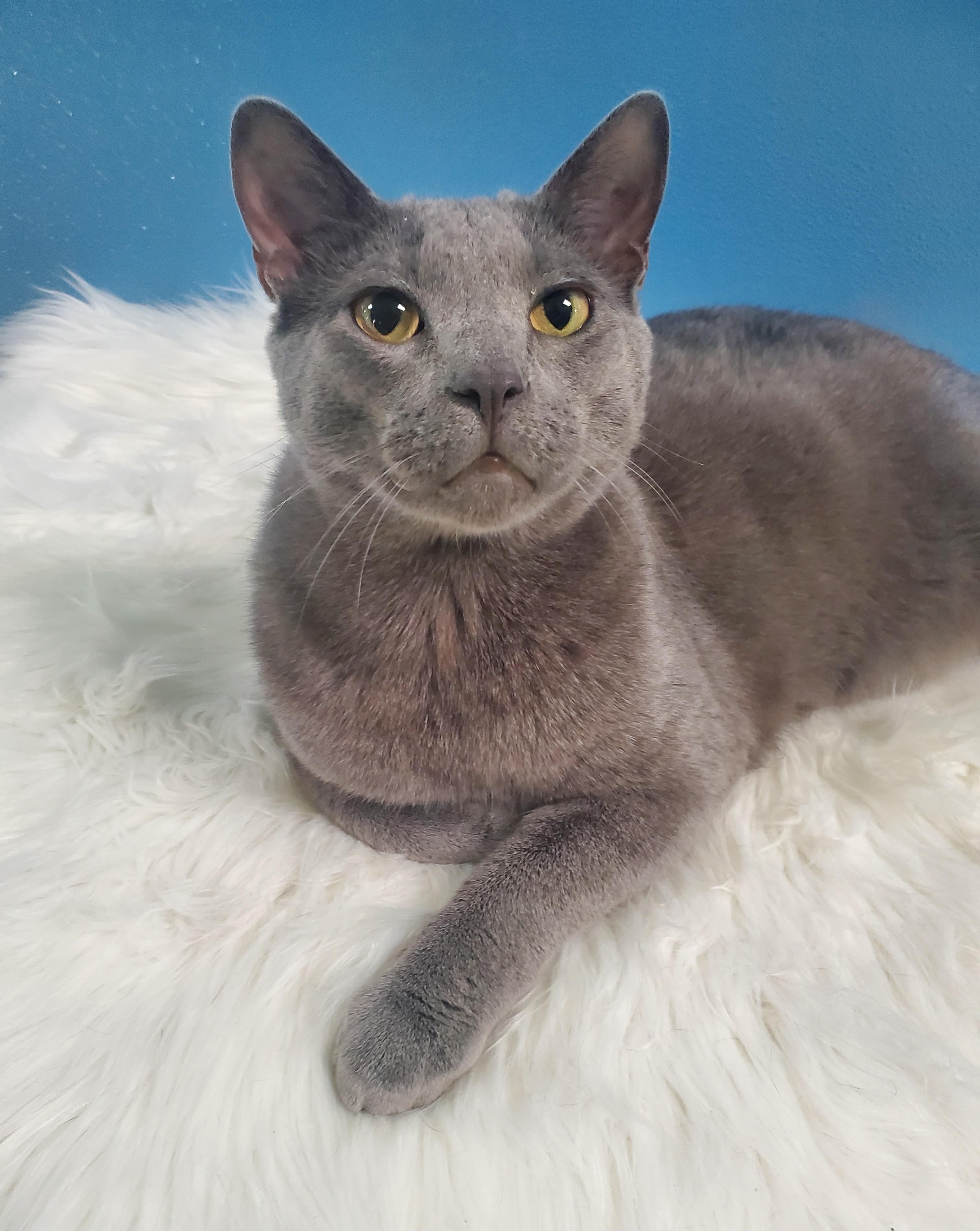Cha Cha (bonded pair = Fonzie), a Adoptable Domestic Short Hair in St. Cloud, MN image 3/6