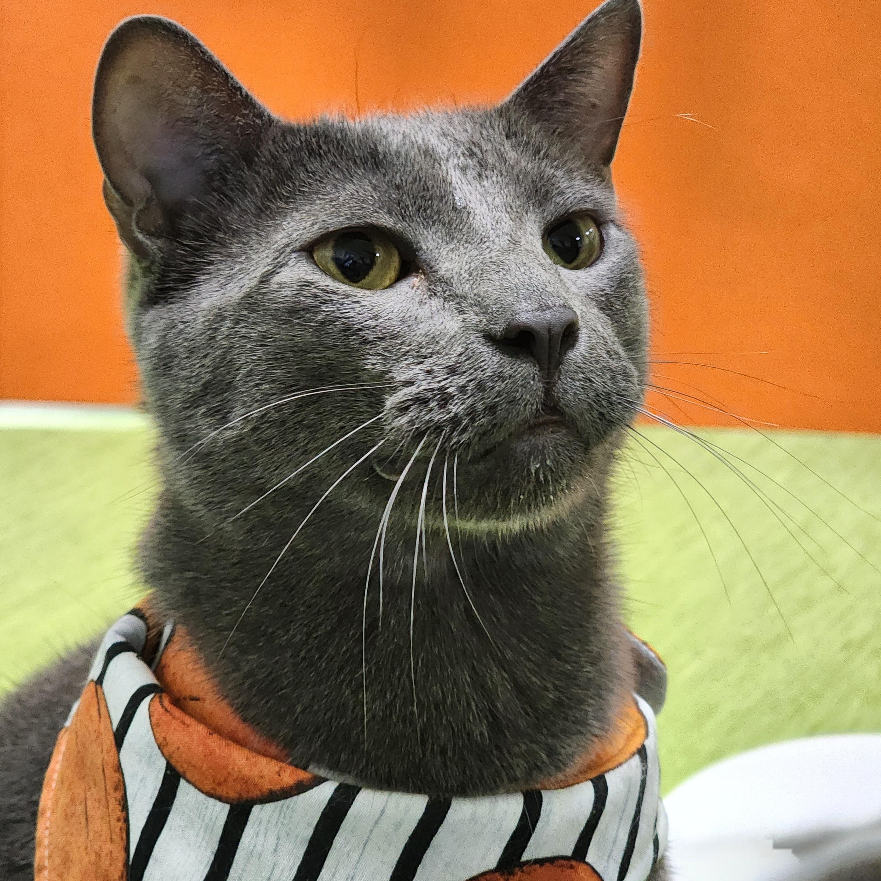 Cha Cha (bonded pair = Fonzie), a Adoptable Domestic Short Hair in St. Cloud, MN image 1/6
