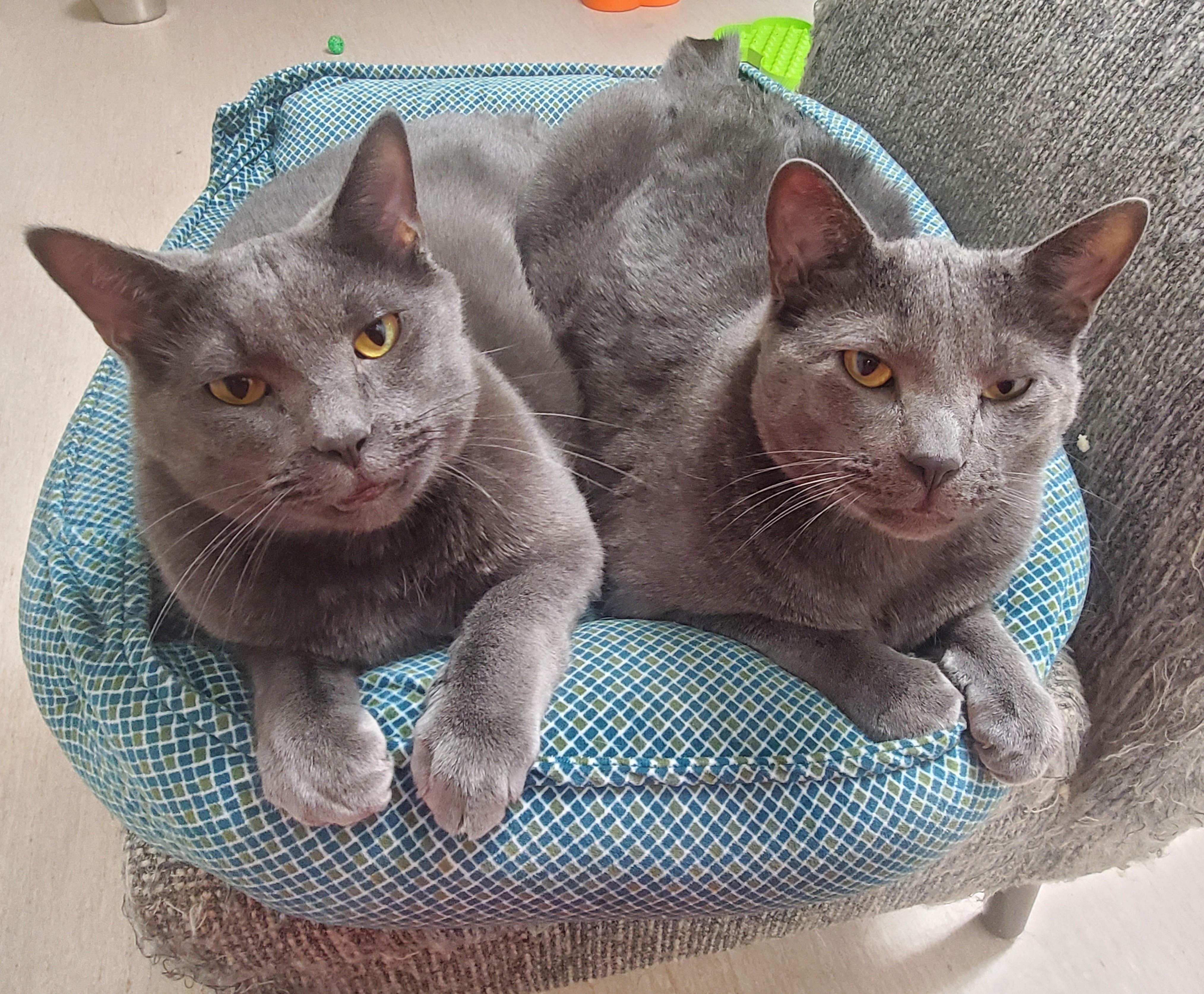 Cha Cha (bonded pair = Fonzie), a Adoptable Domestic Short Hair in St. Cloud, MN image 6/6