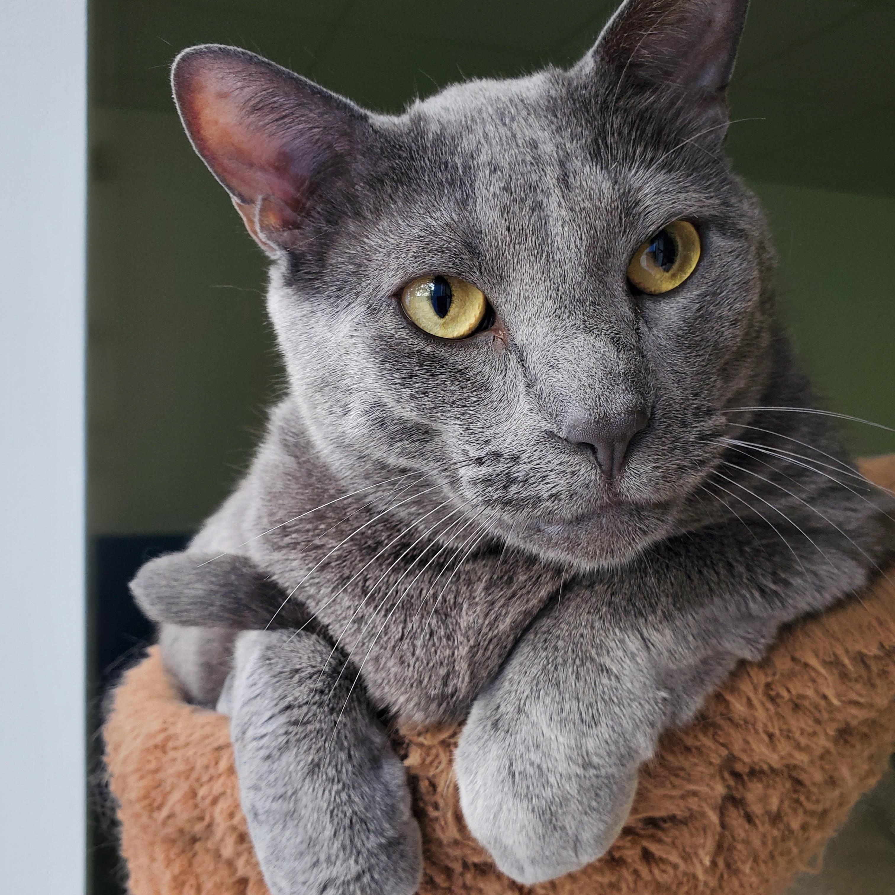 Cha Cha (bonded pair = Fonzie), a Adoptable Domestic Short Hair in St. Cloud, MN image 2/6
