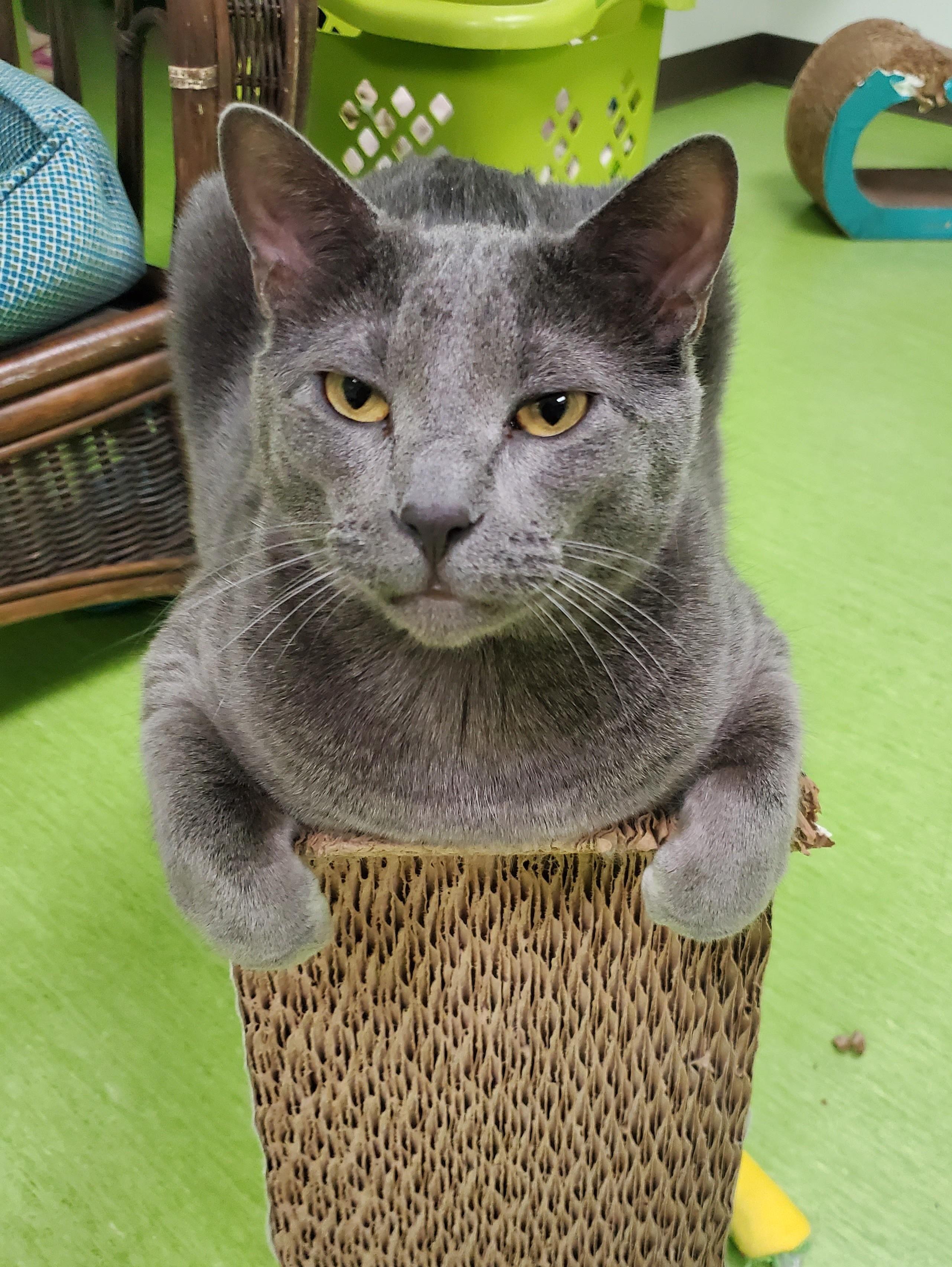 Cha Cha (bonded pair = Fonzie), a Adoptable Domestic Short Hair in St. Cloud, MN image 4/6