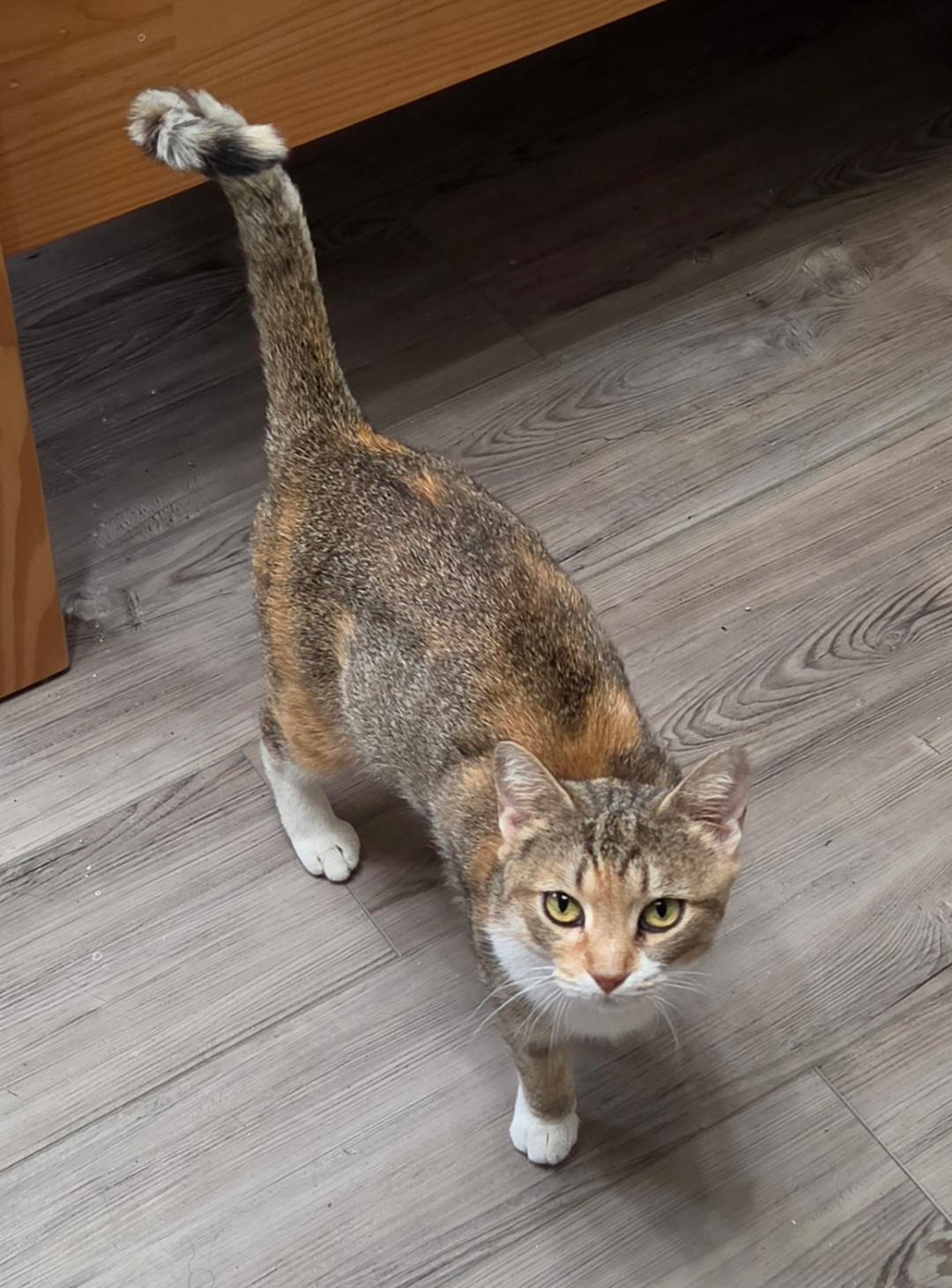 Matilda, a ADOPTABLE Domestic Short Hair in Lewis Center, OH image 4/4