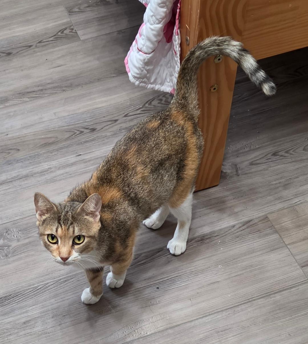 Matilda, a ADOPTABLE Domestic Short Hair in Lewis Center, OH image 3/4
