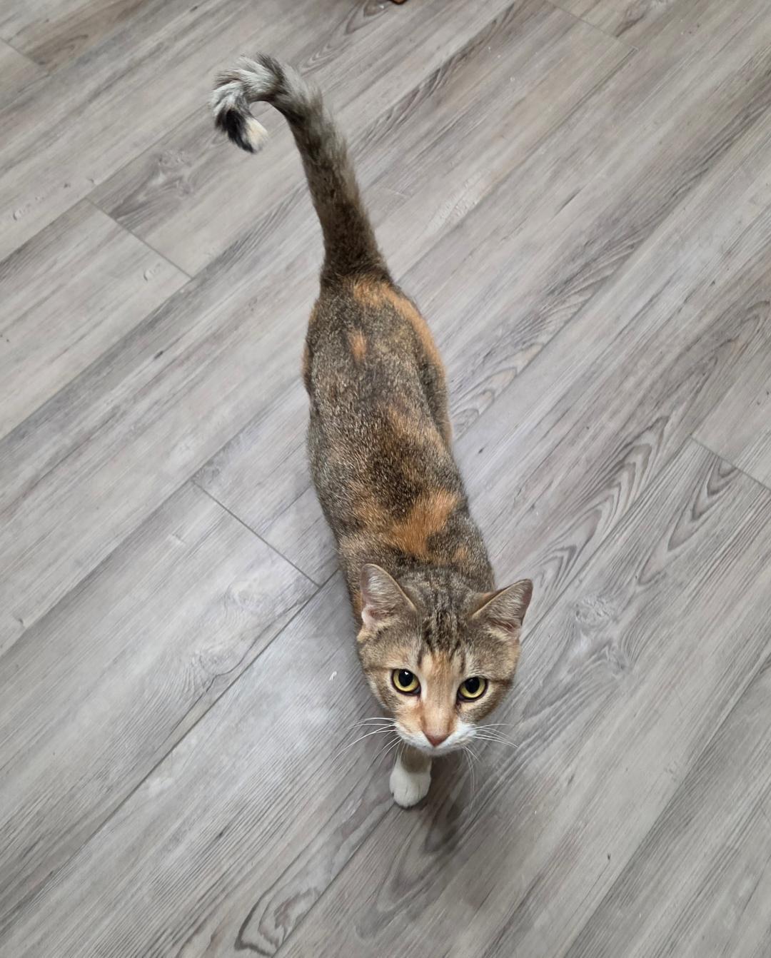 Matilda, a ADOPTABLE Domestic Short Hair in Lewis Center, OH image 2/4