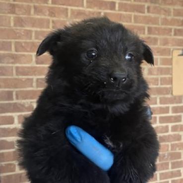 Leia, Adoptable, Adult Female Chow Chow.