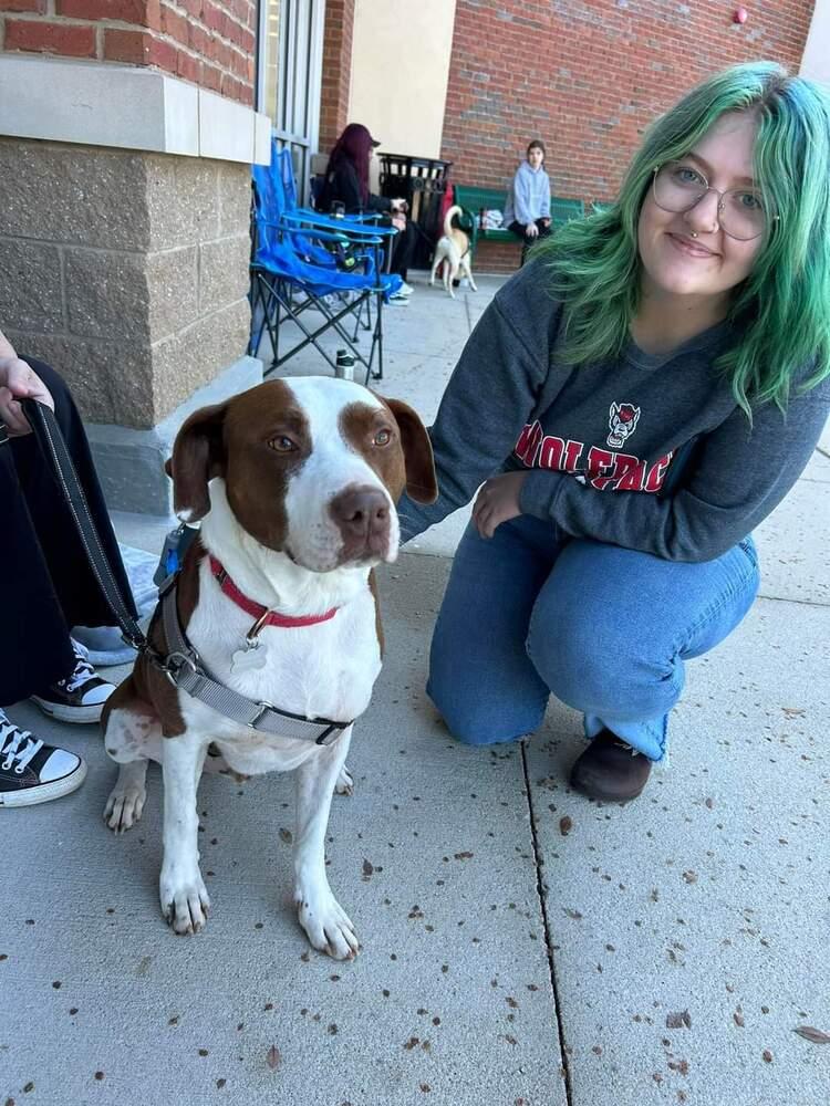 Enlarge Franky, a Adoptable mixed breed in Youngsville, NC image 1/6