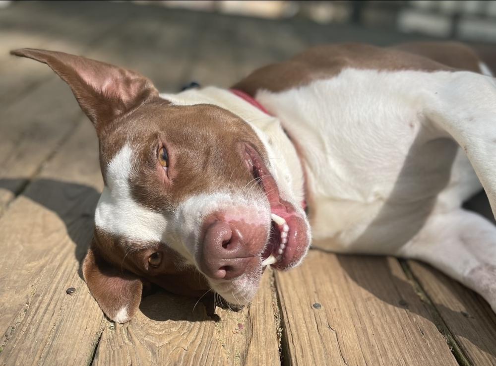 Enlarge Franky, a Adoptable mixed breed in Youngsville, NC image 2/6