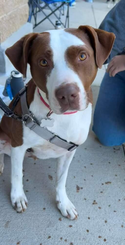 Enlarge Franky, a Adoptable mixed breed in Youngsville, NC image 3/6