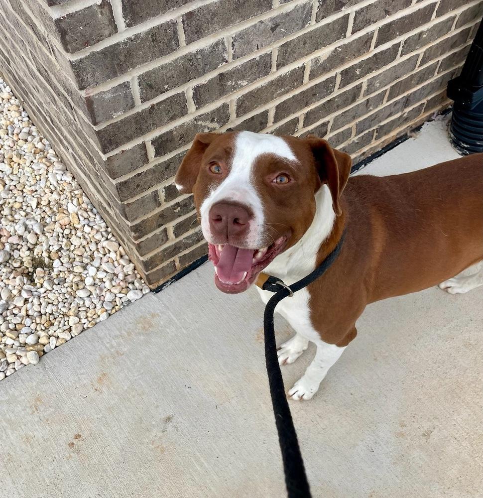 Enlarge Franky, a Adoptable mixed breed in Youngsville, NC image 4/6