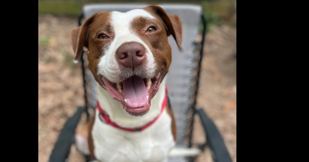 Enlarge Franky, a Adoptable mixed breed in Youngsville, NC image 5/6