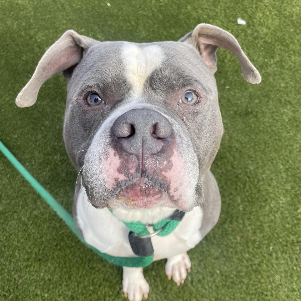 Blue, Adoptable, Adult Male Terrier & Mixed Breed.