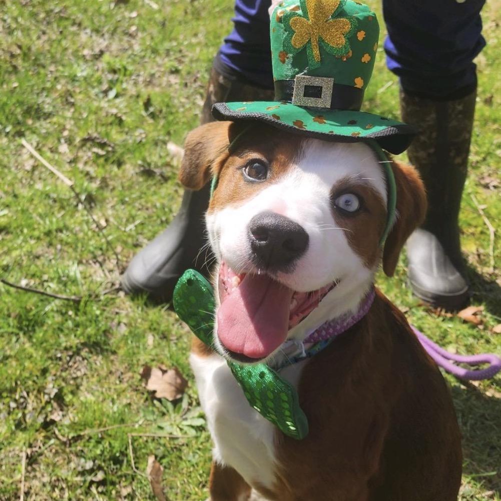 Mavis — thumbnail 2