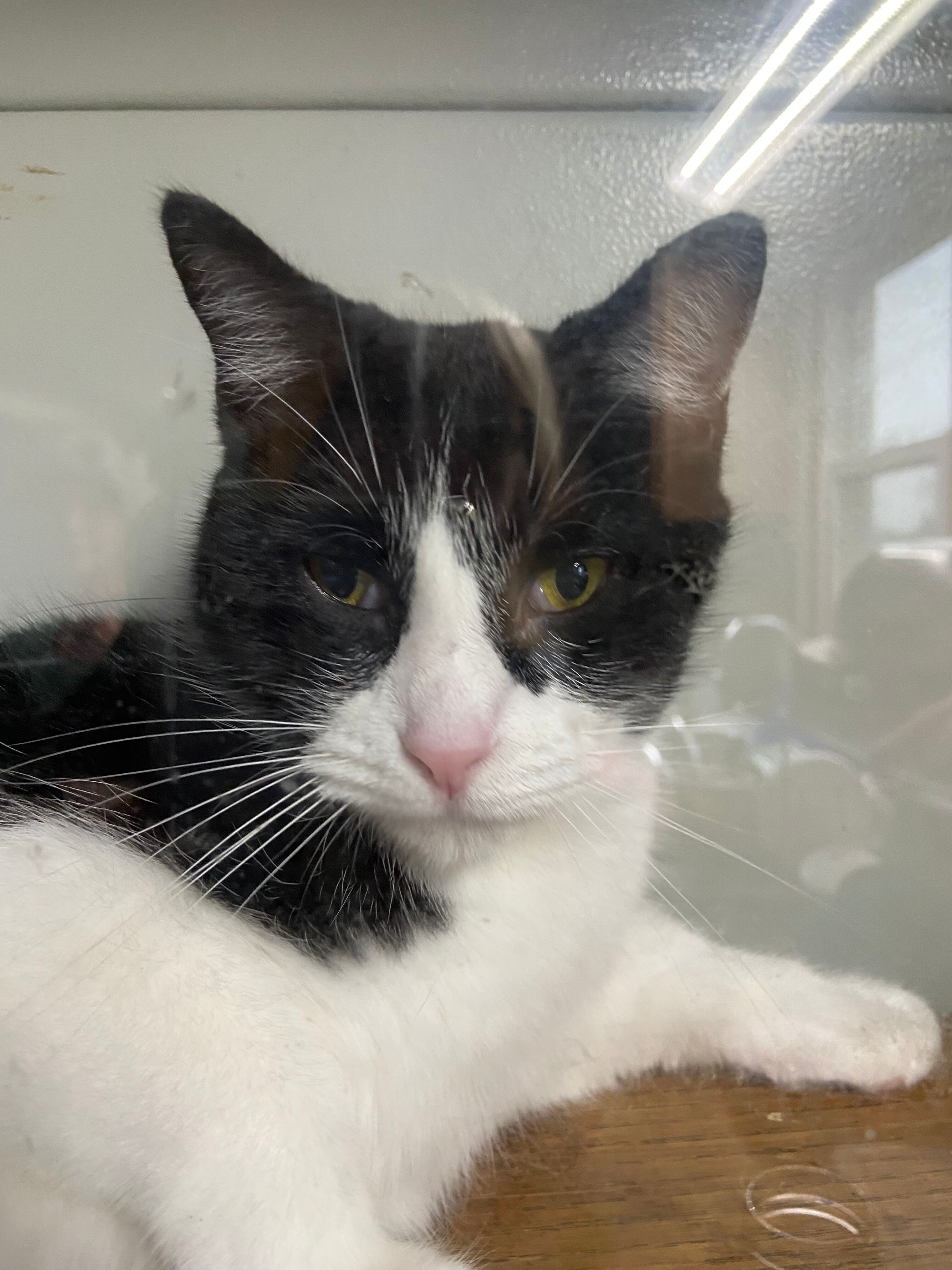 Max, Adoptable, Adult Male Domestic Short Hair.