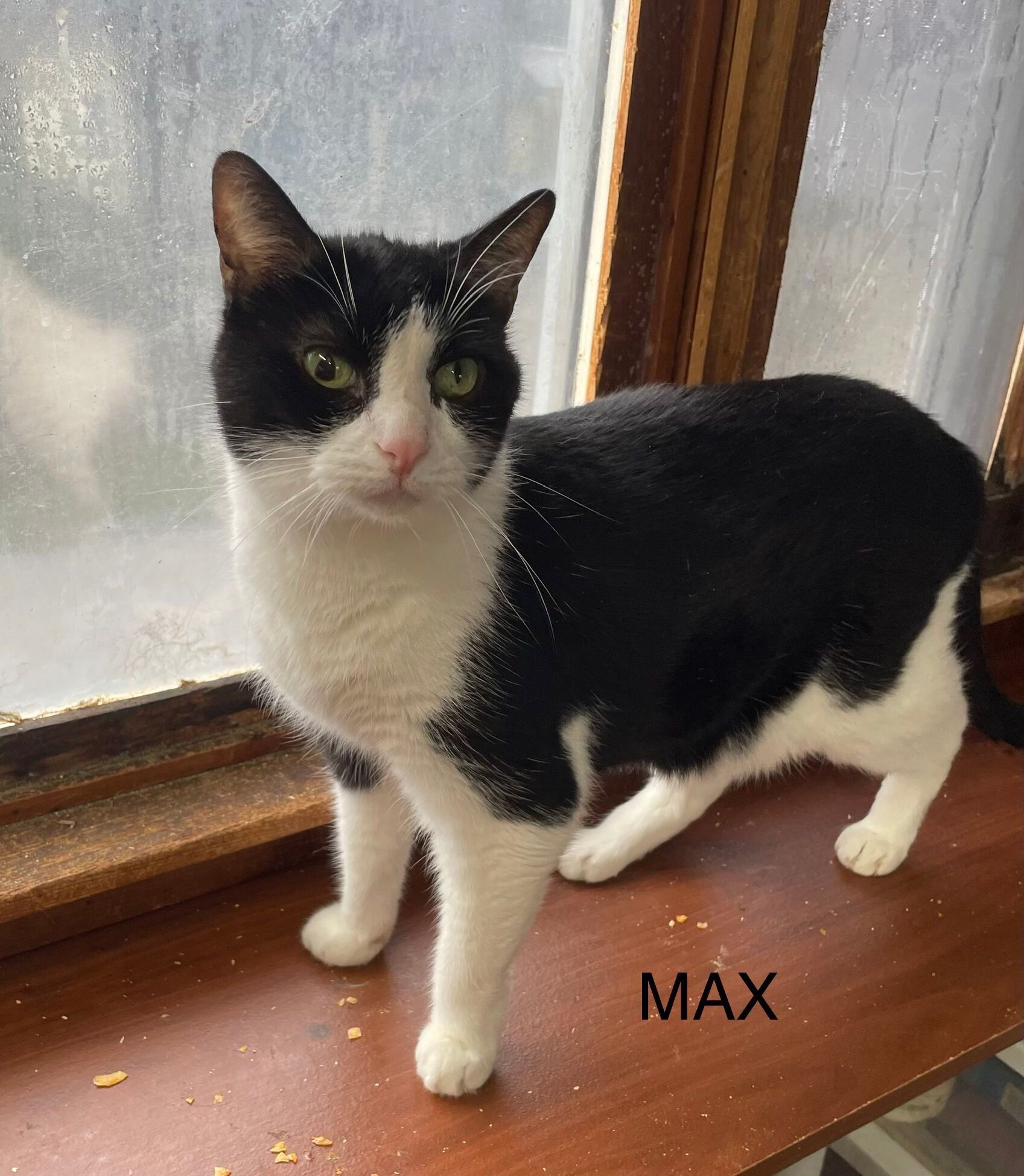 Max, a Adoptable Domestic Short Hair in Peru, IN image 2/4