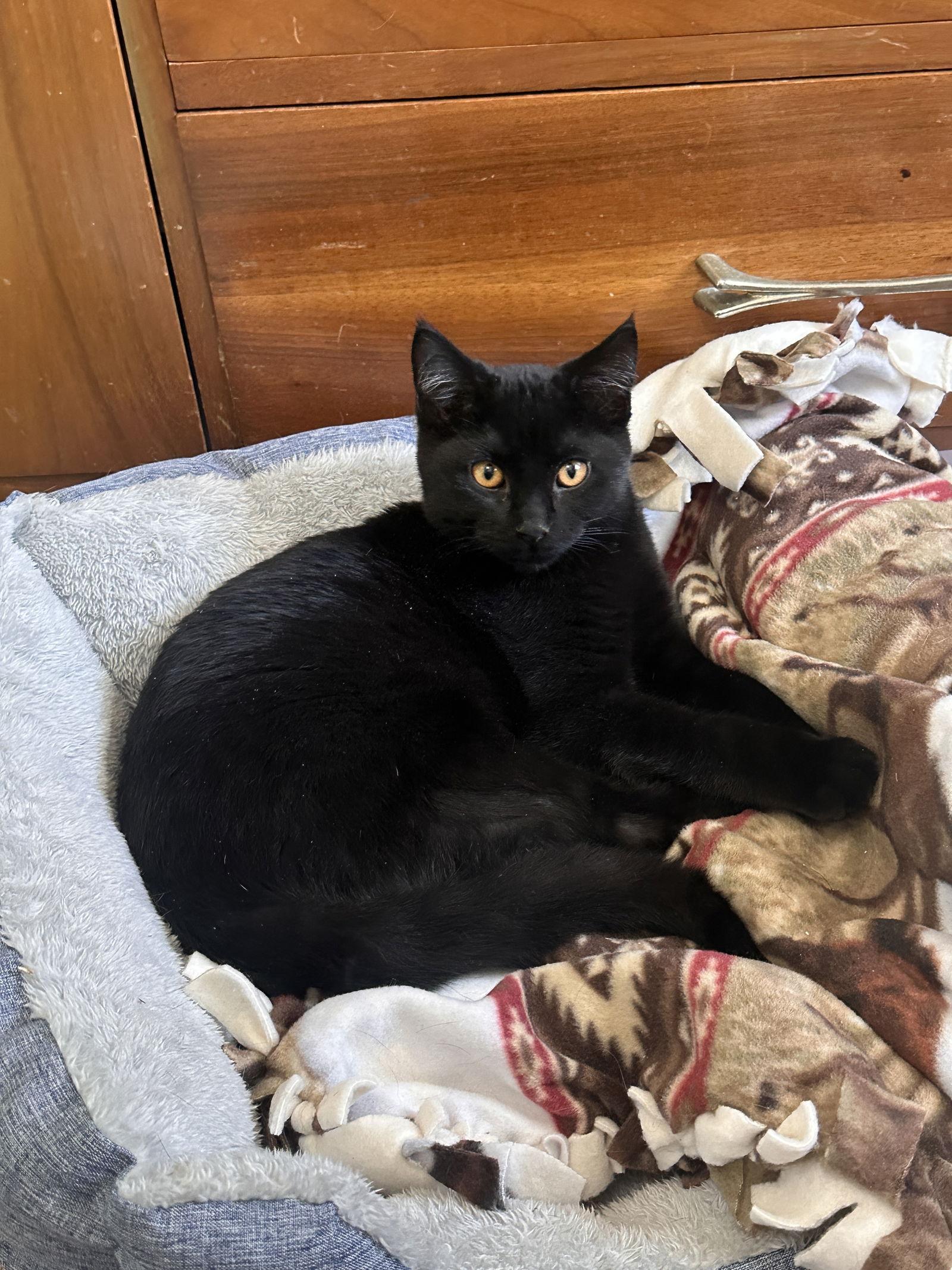 Sunny, a Adopted Domestic Short Hair in Crystal, MN image 1/3