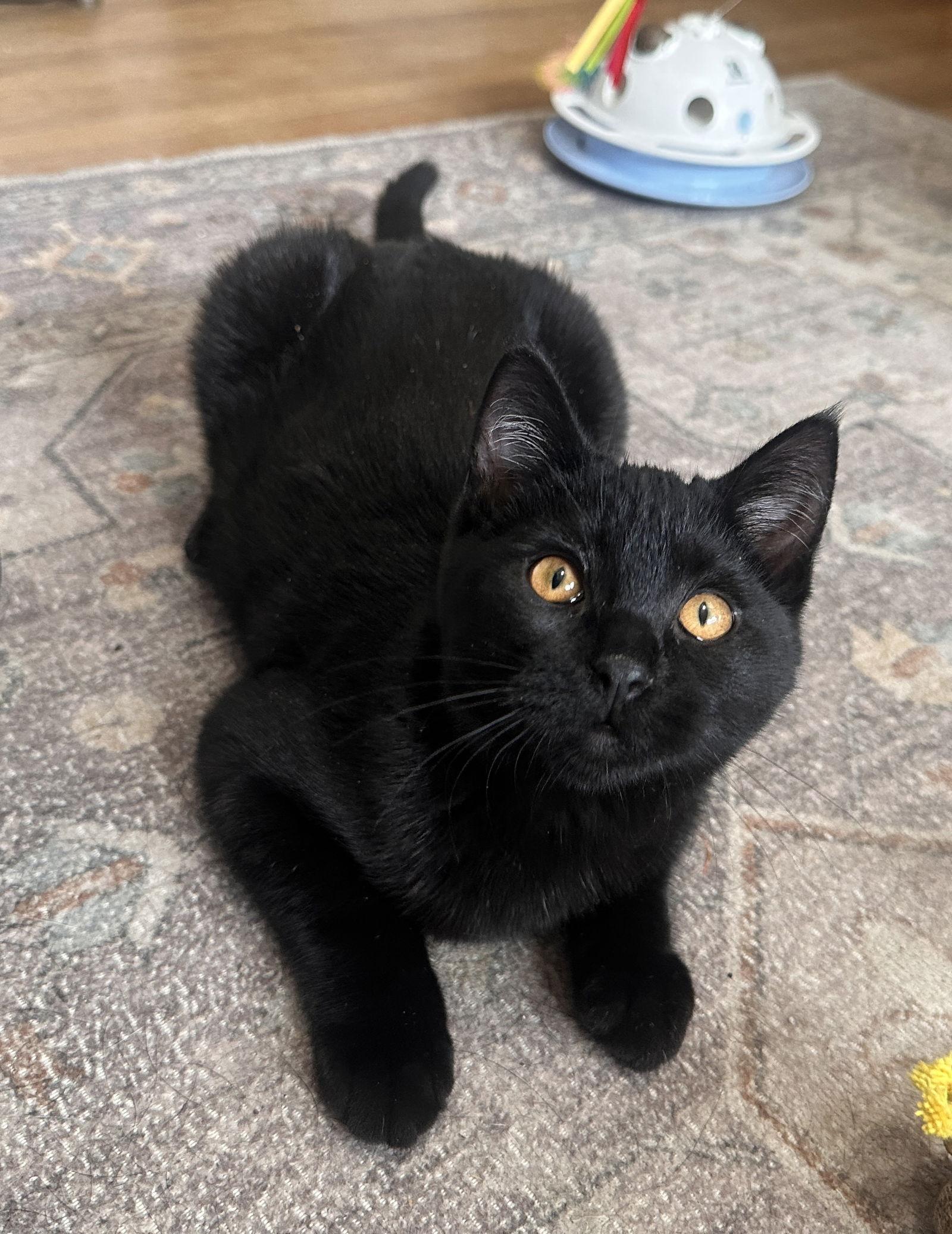 Sunny, a Adopted Domestic Short Hair in Crystal, MN image 2/3