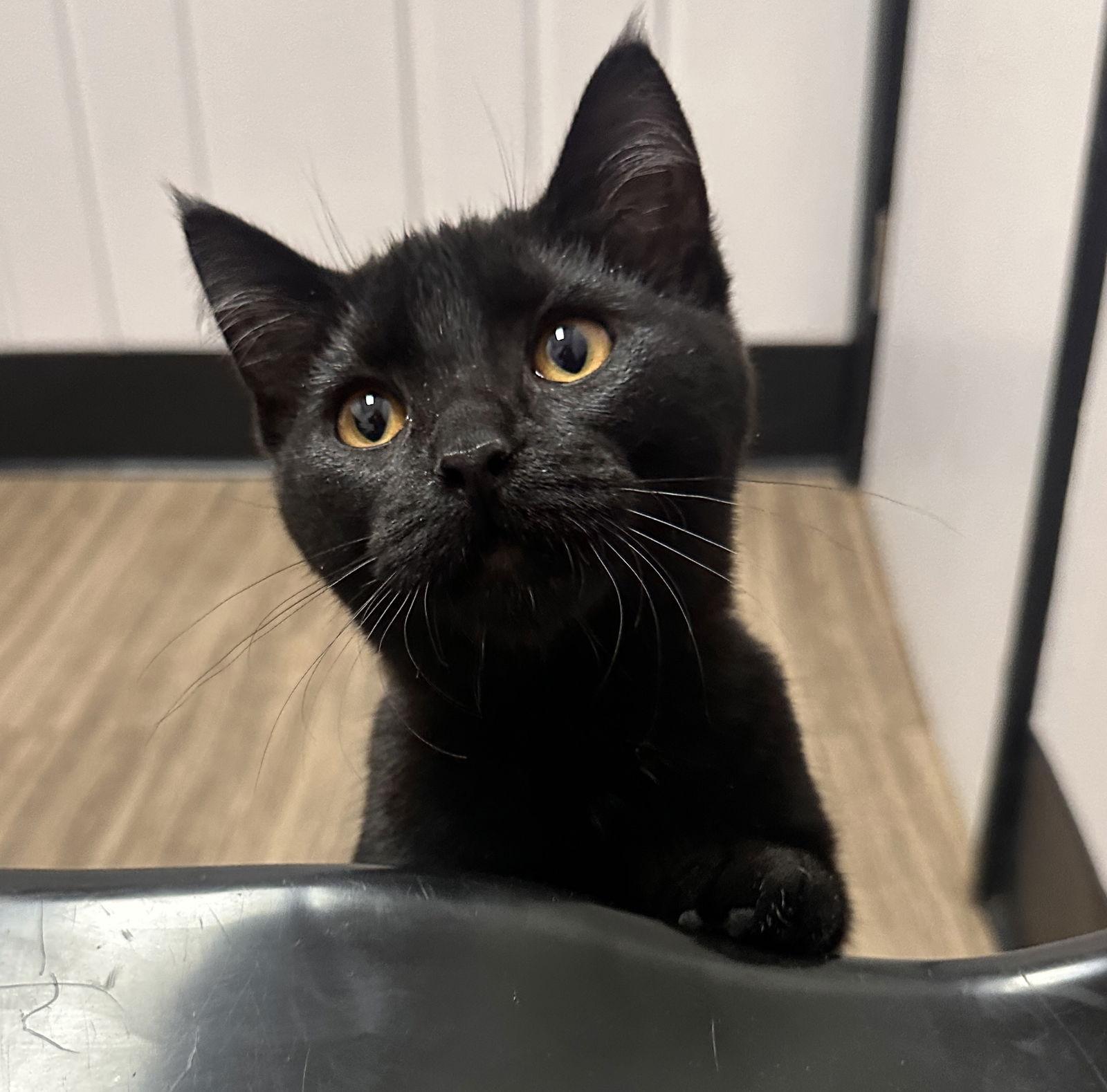 Sunny, a Adopted Domestic Short Hair in Crystal, MN image 3/3