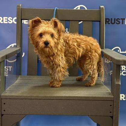 HATTIE, Adoptable, Adult Female Yorkshire Terrier.