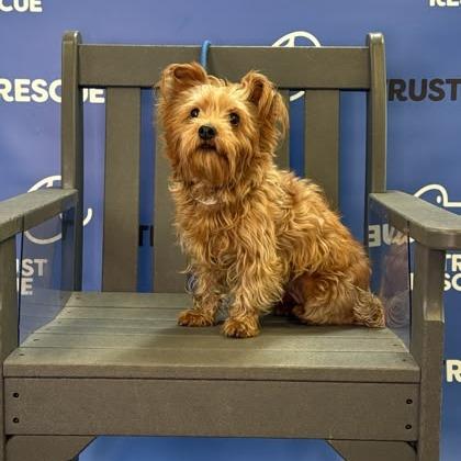 Enlarge HATTIE, a Adoptable Yorkshire Terrier in Berlin, NJ image 3/5