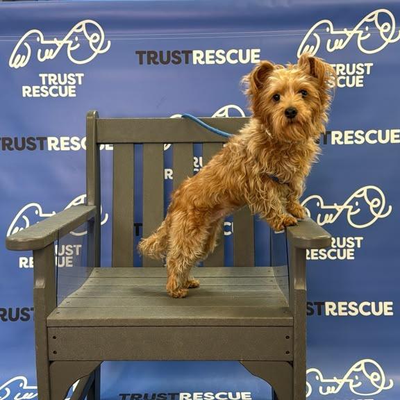 Enlarge HATTIE, a Adoptable Yorkshire Terrier in Berlin, NJ image 4/5
