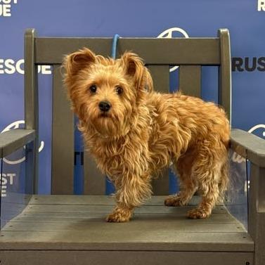 Enlarge HATTIE, a Adoptable Yorkshire Terrier in Berlin, NJ image 5/5