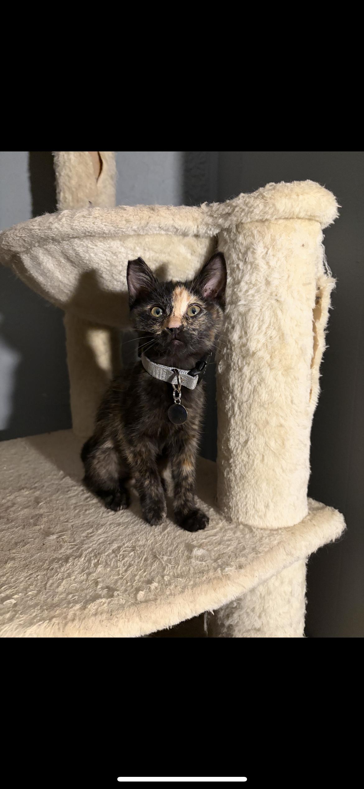 Enlarge Cat woman, a Adoptable Domestic Short Hair in Palmdale, CA image 1/1