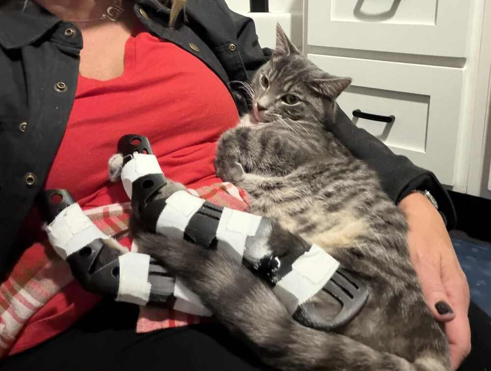 Enlarge Bojangles, a Adoptable Domestic Short Hair in Grand Rapids, MI image 1/6