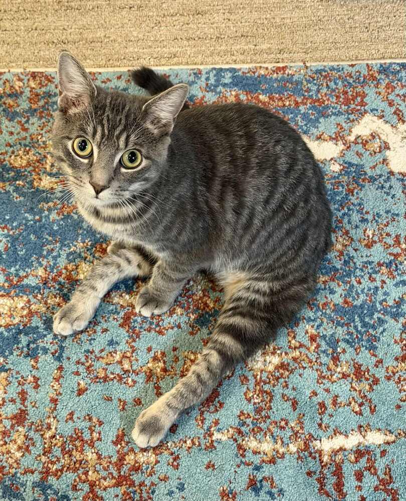 Enlarge Bojangles, a Adoptable Domestic Short Hair in Grand Rapids, MI image 2/6