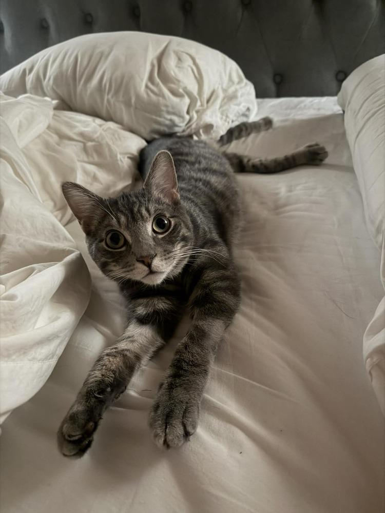 Bojangles, Adoptable, Adult Male Domestic Short Hair.