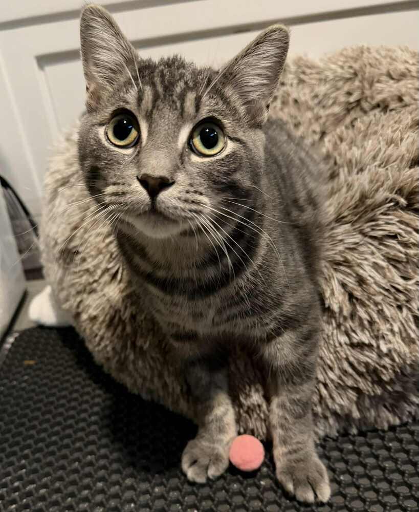 Enlarge Bojangles, a Adoptable Domestic Short Hair in Grand Rapids, MI image 4/6