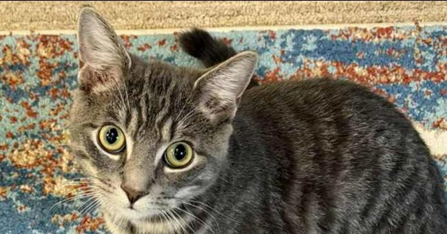 Enlarge Bojangles, a Adoptable Domestic Short Hair in Grand Rapids, MI image 5/6