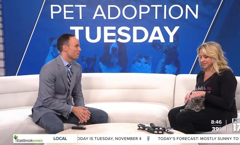 Enlarge Bojangles, a Adoptable mixed breed in Grand Rapids, MI image 4/6