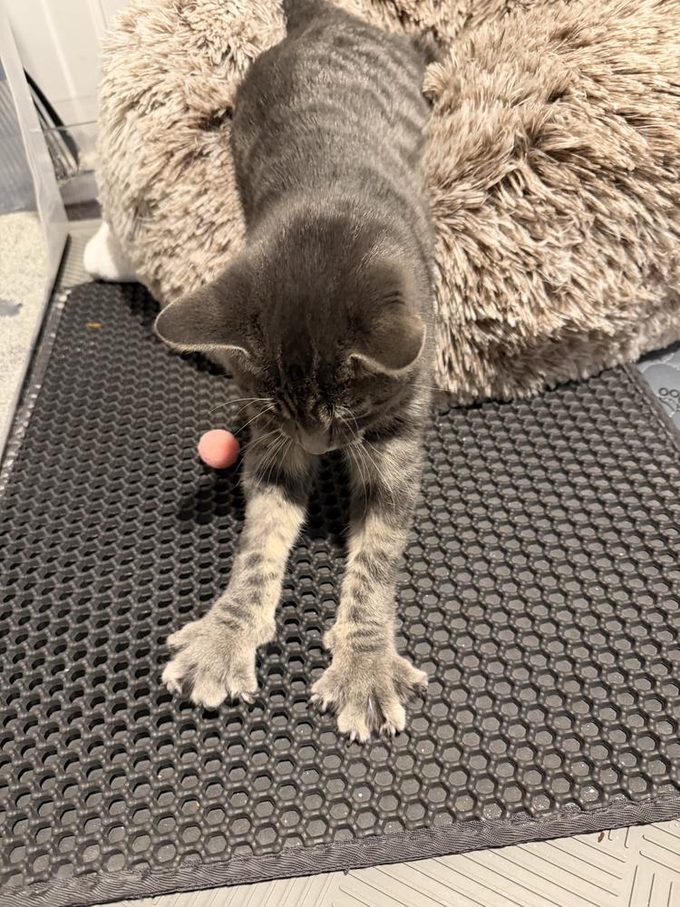 Enlarge Bojangles, a Adoptable Domestic Short Hair in Grand Rapids, MI image 6/6