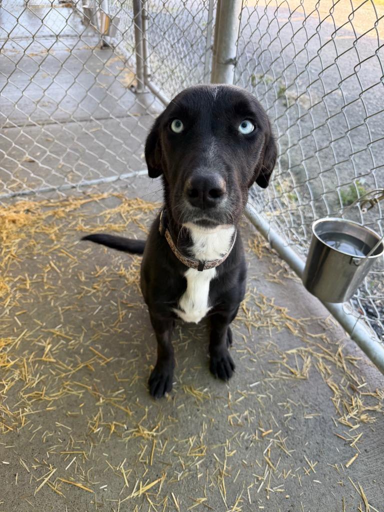 Enlarge Diva, a Adoptable mixed breed in Yellowknife, NT image 1/2