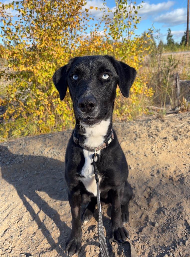 Enlarge Diva, a Adoptable mixed breed in Yellowknife, NT image 2/2