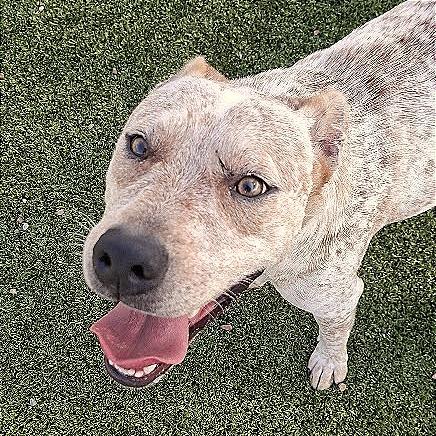 Enlarge Buster, a Adoptable Shepherd in Hannibal, MO image 2/5