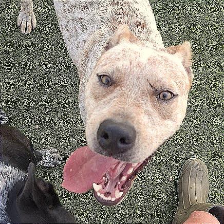 Enlarge Buster, a Adoptable Shepherd in Hannibal, MO image 5/5
