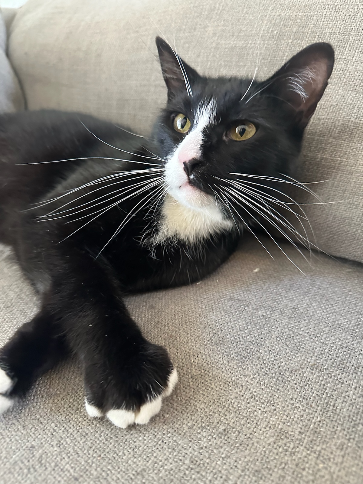 Maverick, a Adoptable Domestic Short Hair in Los Angeles, CA image 1/6