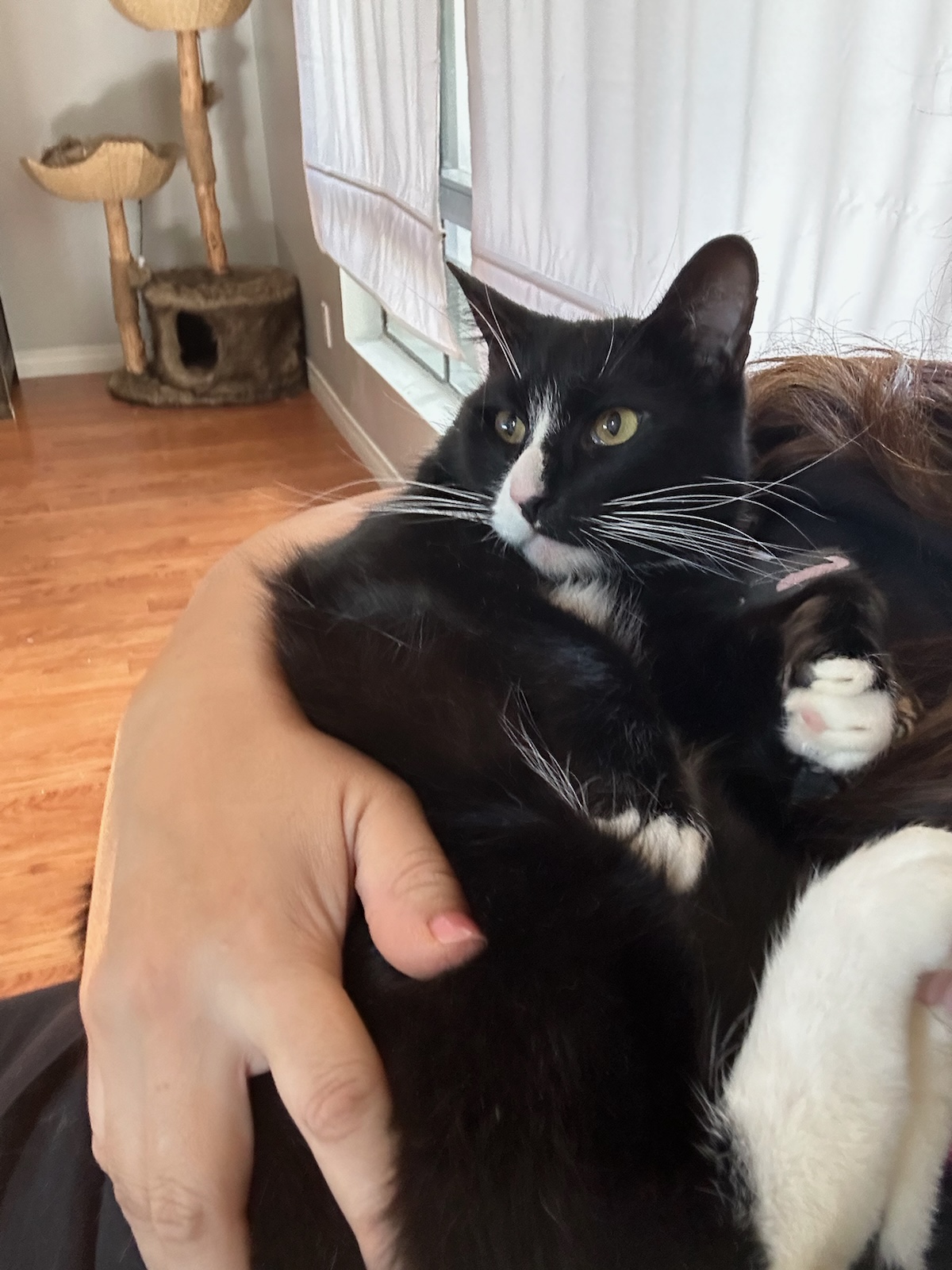 Maverick, a Adoptable Domestic Short Hair in Los Angeles, CA image 4/6