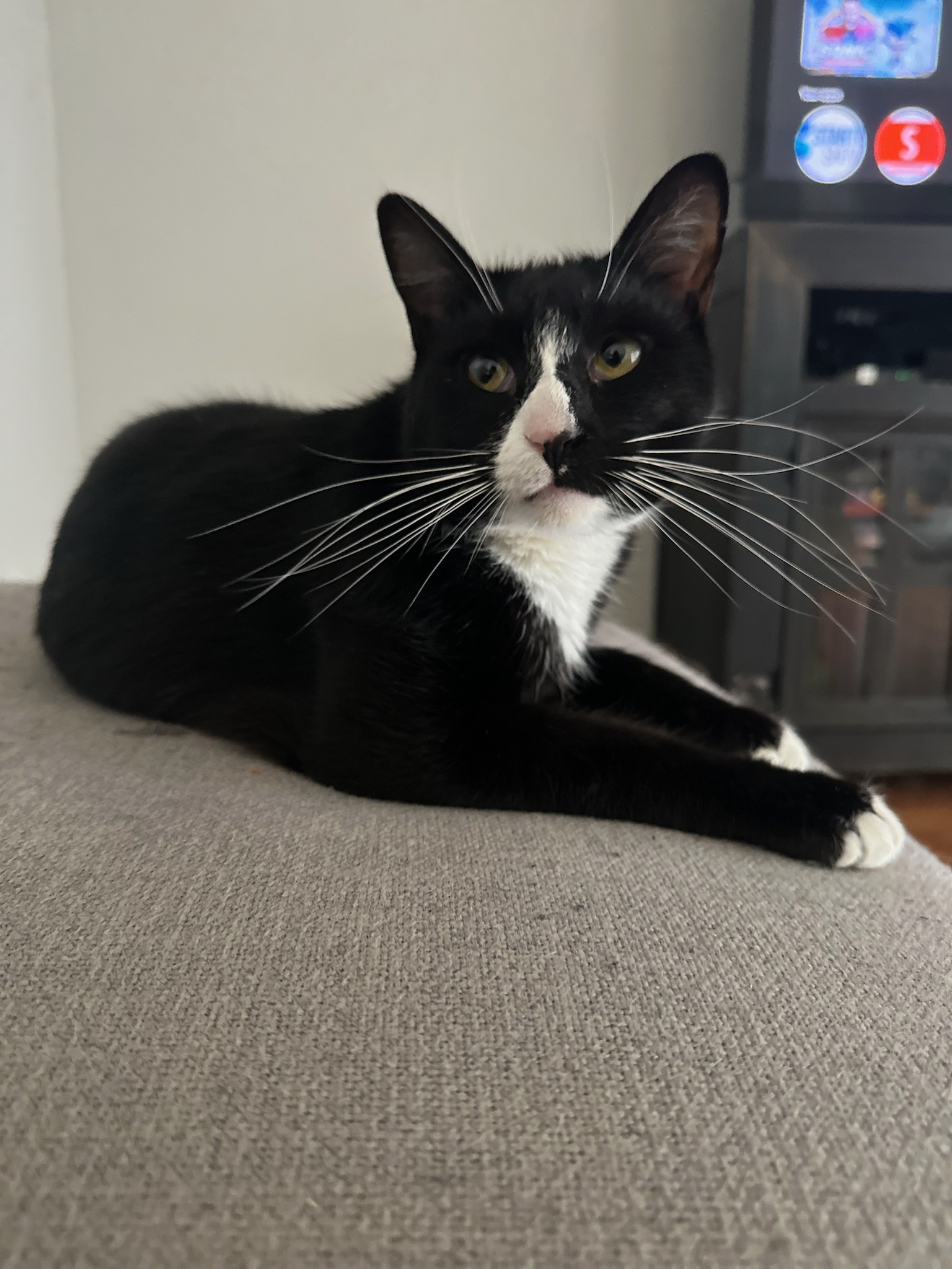 Maverick, a Adoptable Domestic Short Hair in Los Angeles, CA image 5/6