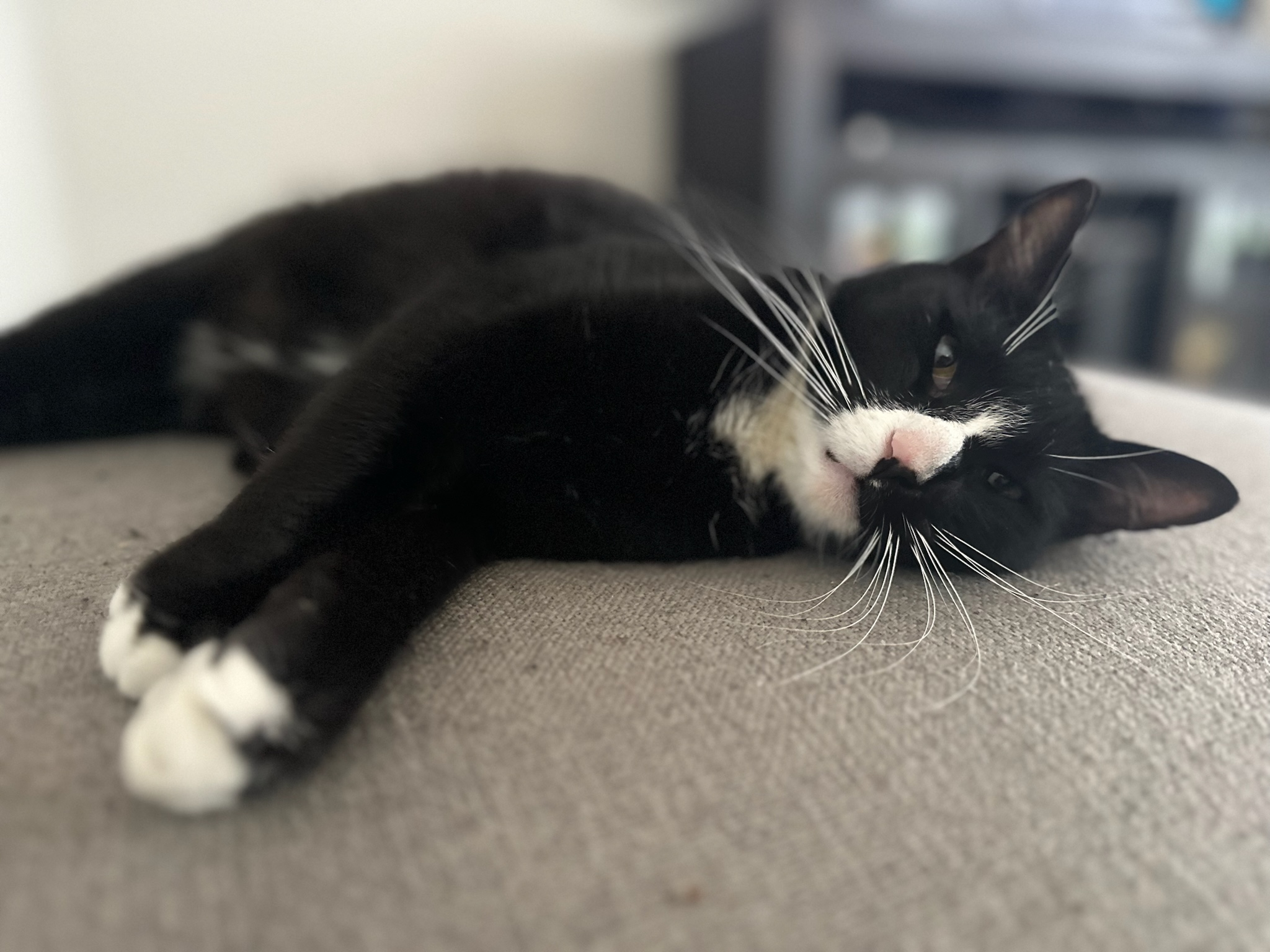 Maverick, a Adoptable Domestic Short Hair in Los Angeles, CA image 6/6