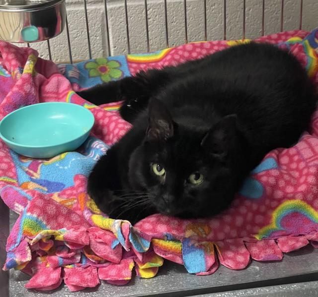 DELILAH, Adoptable, Senior Female Domestic Short Hair.